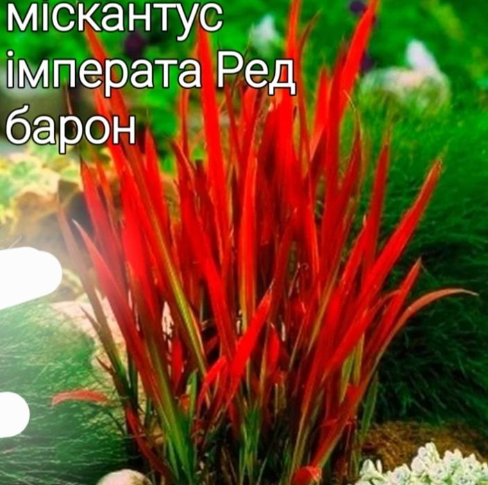 Злакові рослини для саду .