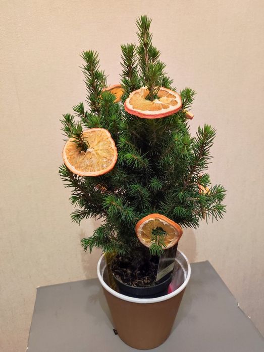 Ёлочка канадская в горшочке  Pecea glauca Perfecta