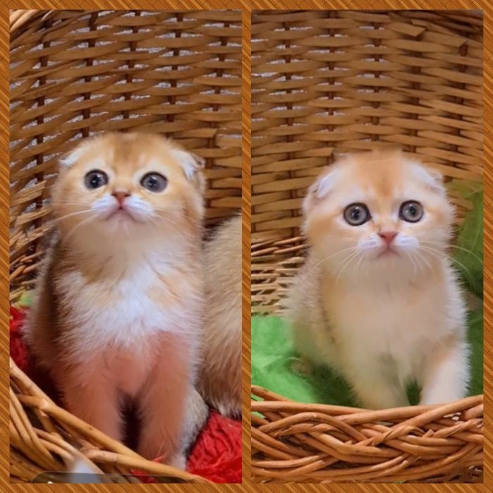 Малыши золотая шиншилла