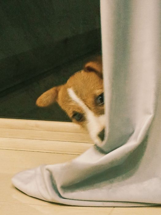 Jack Russell Terrier suczka