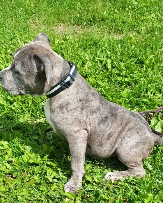 Mocny Szczeniak Amstaff Blue  Merle