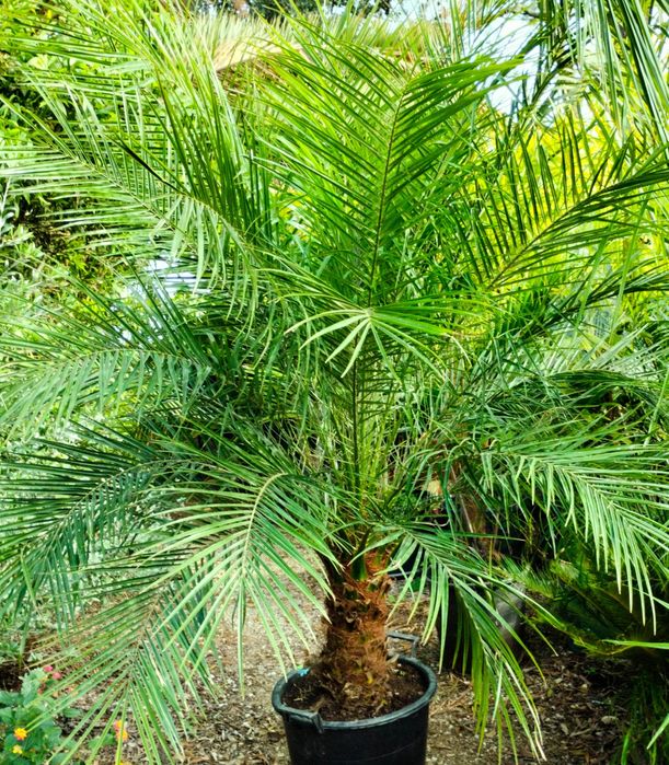Palmeiras Phoenix roebelenii, ou tamareiras anãs