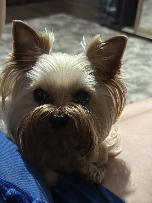 Йоркшерский терьер щенки мальчики