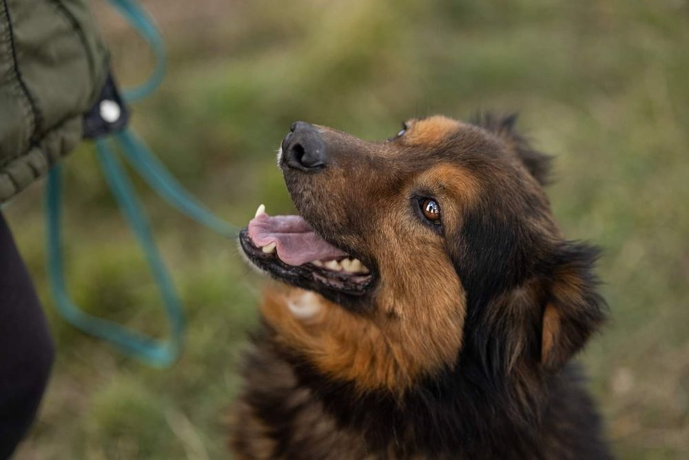 Uroczy Gibson prosi o domek