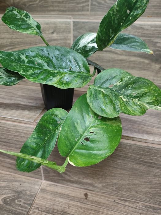 Epipremnum pinnatum variegata