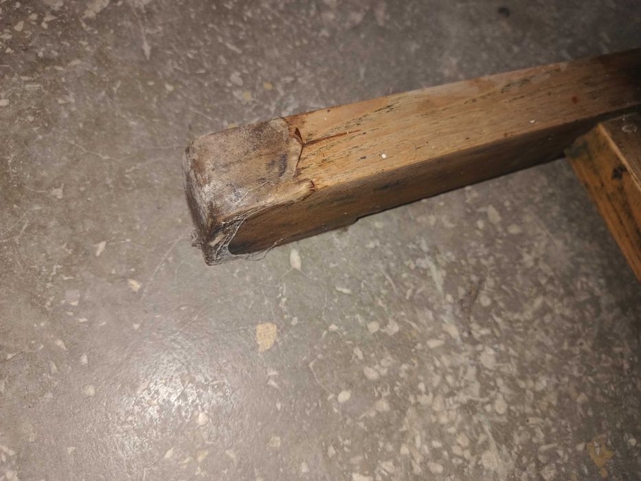 Sztaluga malarska duża