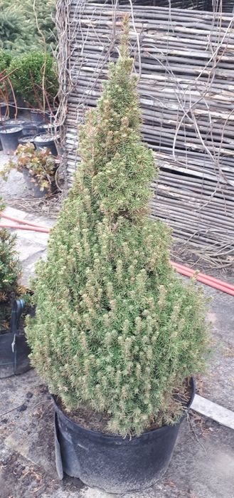 Велика Канадська ялинка 180 см. Коніка. Дешева ціна. Знижки