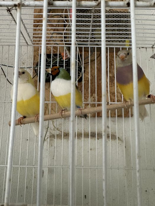 Diamantes gould