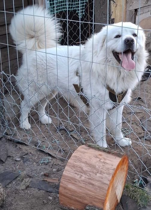 Polski Owczarek Podhalański Szczeniak o mocnej budowie