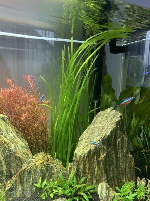 Nurzaniec (Vallisneria)
