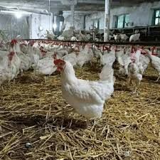 Несушки! Кури доставка к дому