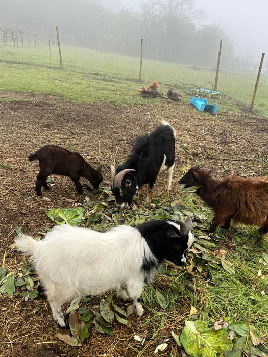Grupo de cabras para venda – ideais para reprodução