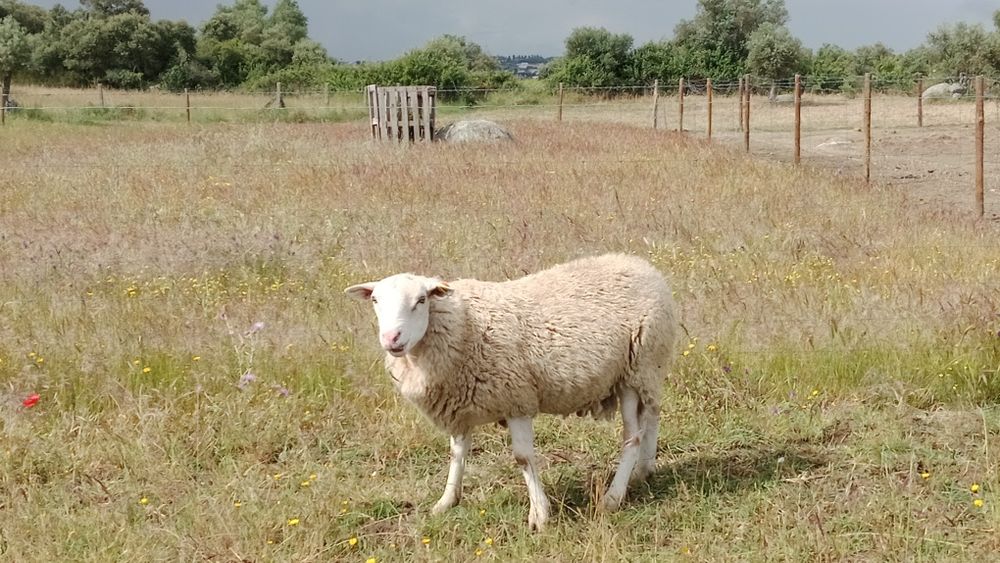 Carneiro inra 401