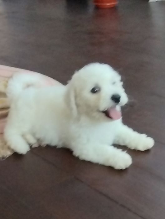 Бішон Фрізе, цуценята, Бишон Фризе