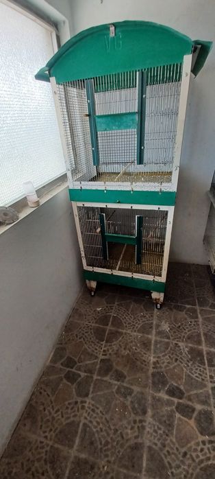 agapornis 1 casal mais uma femea