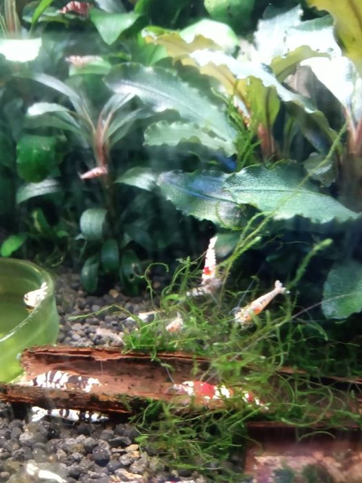 Krewetki Cardina hybrydy