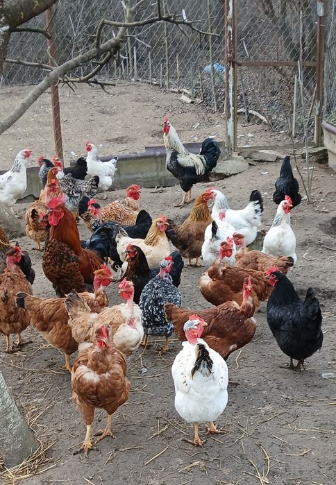 Інкубаційне яйце