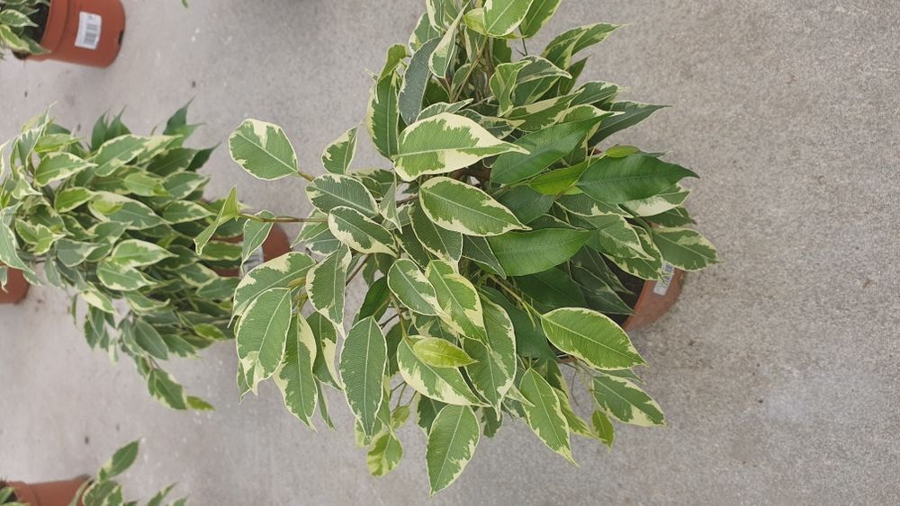 Цветы для дома