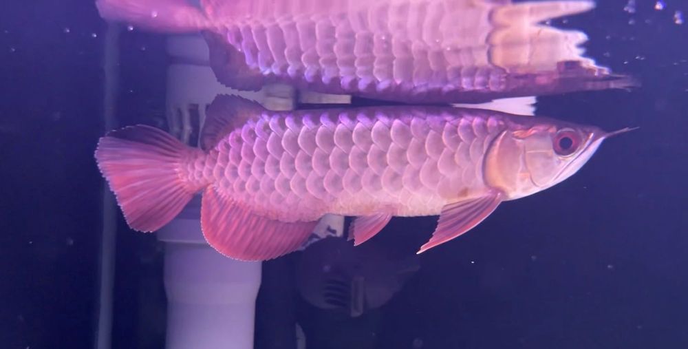 Bukit Merah blue base golden crossback Arowana