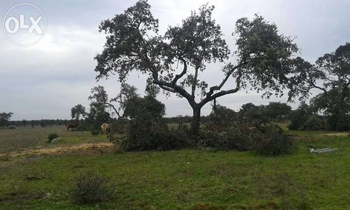 Pruning of Various Trees64584425549313124