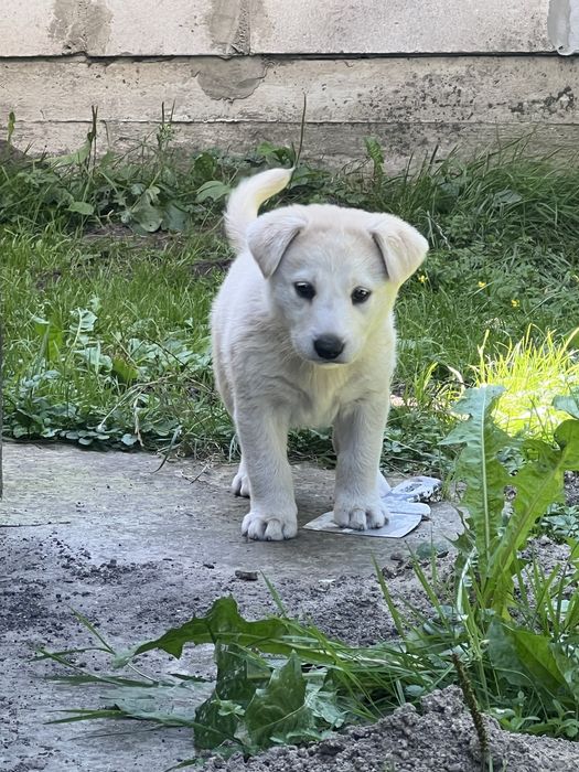 Відамо песика в хороші руки