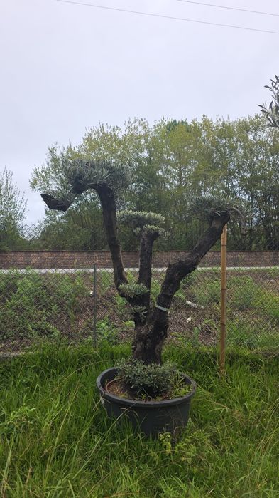 Oliveiras bonsai vários portes