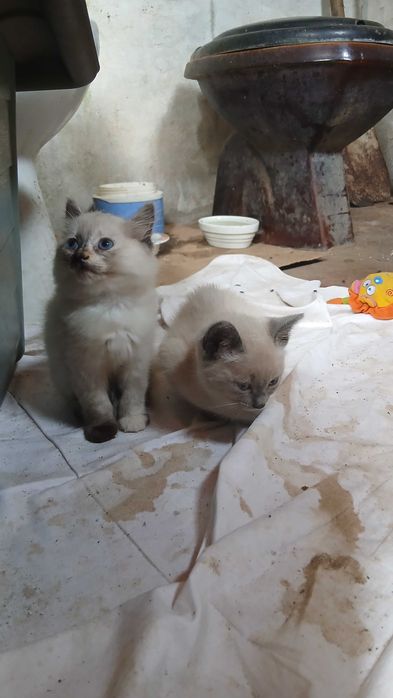 Gatinhas para adoção