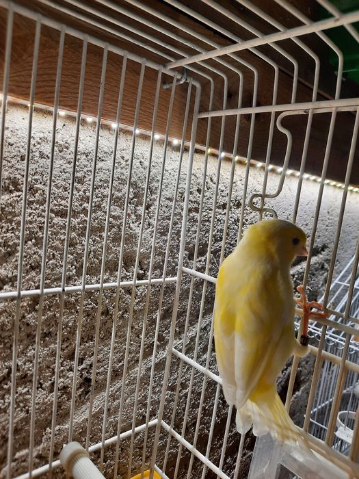 Canários para venda