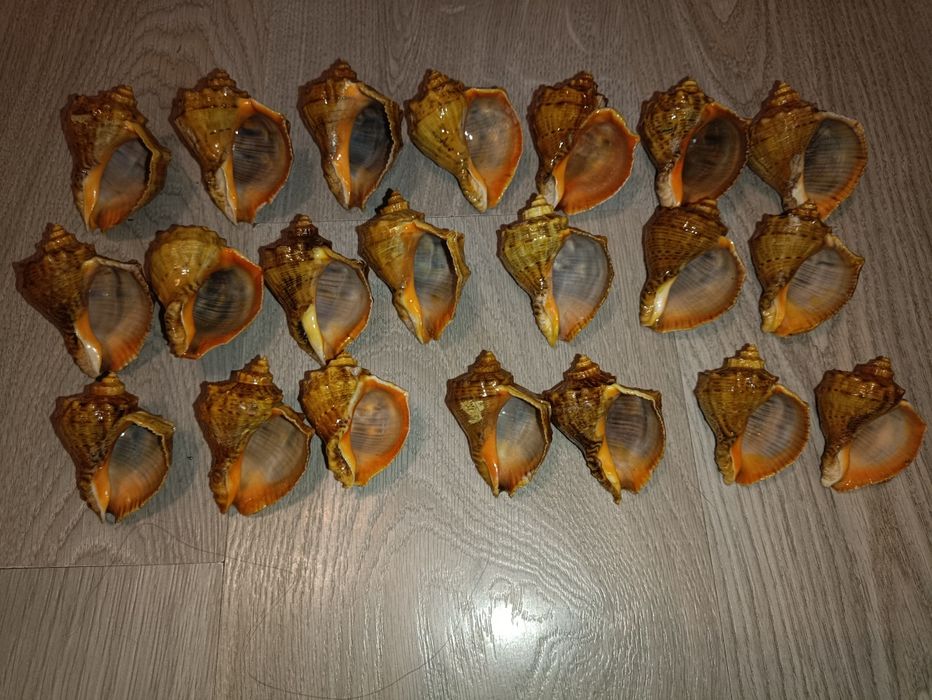 Чорноморські мушлі