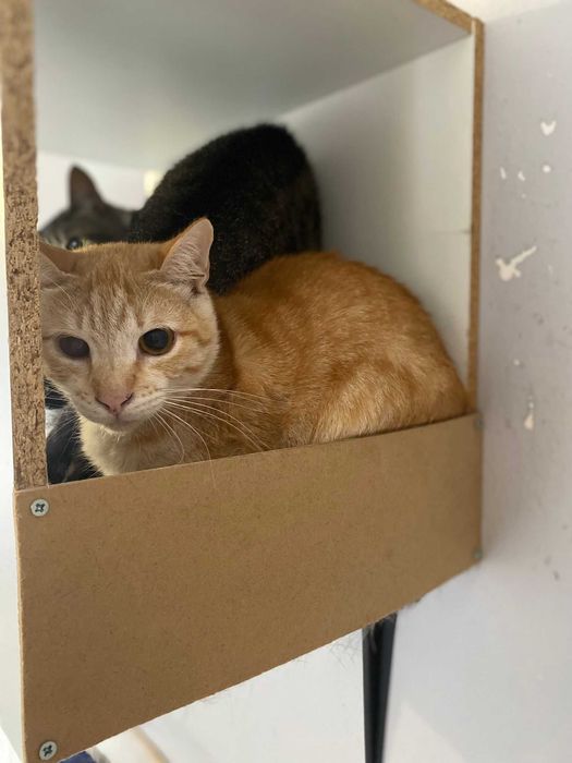 Gato para adoçao (Garfield)