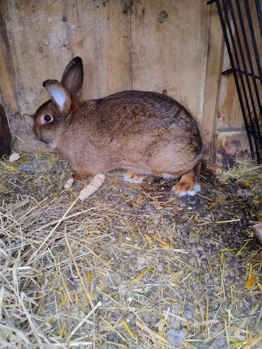 Sprzedam dorosłe króliki