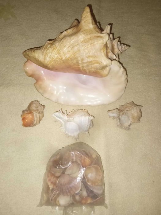 Красиві великі ракушки для акваріуму. Японія.