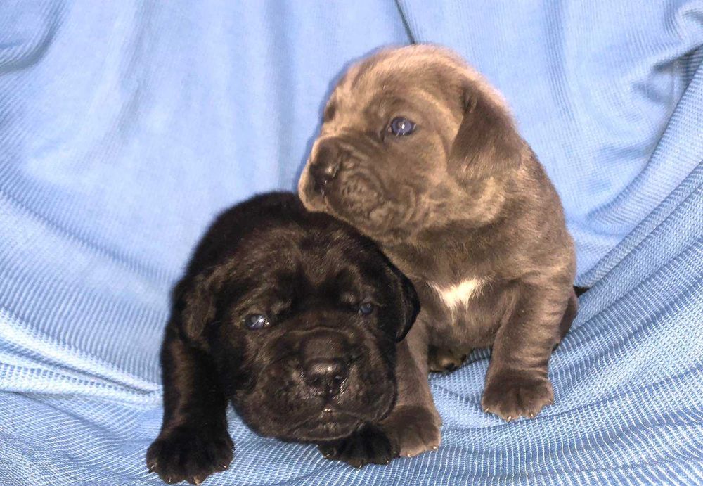 Кане корсо хлопчики