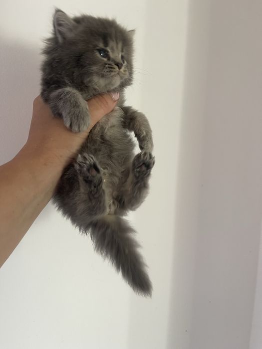 Породисте кошеня котик