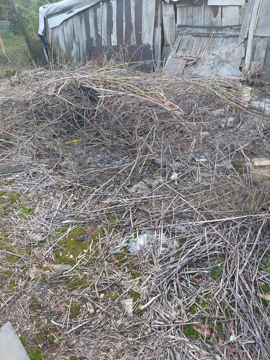 Drewno i chrust za darmo