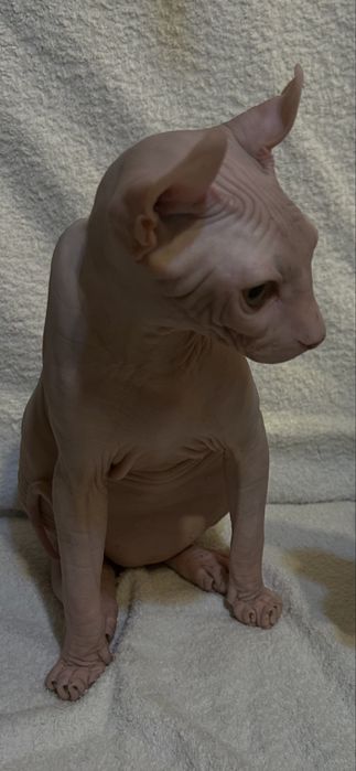 Кошеня Ельфійський сфінкс