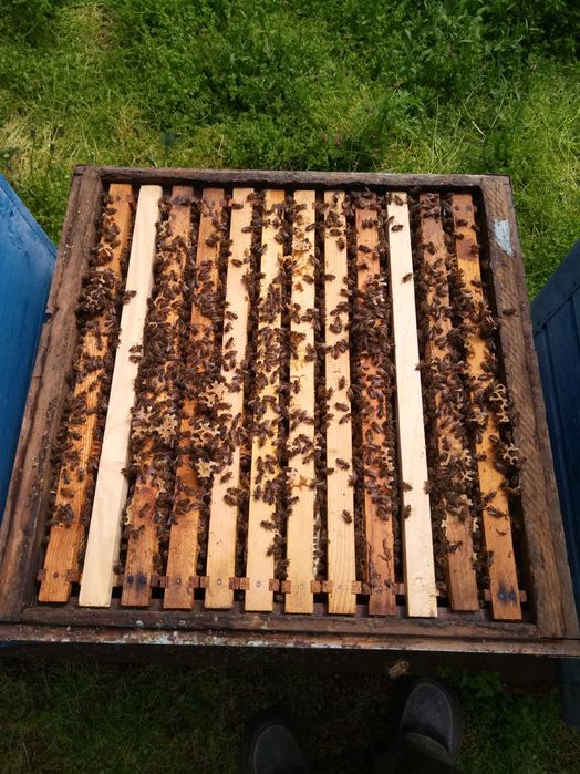 продам пчелосемьи