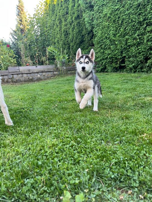 Siberian Husky - szczeniaki
