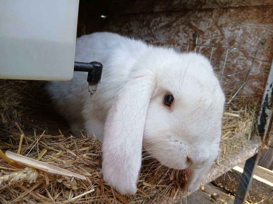 Młode samce barana francuskiego