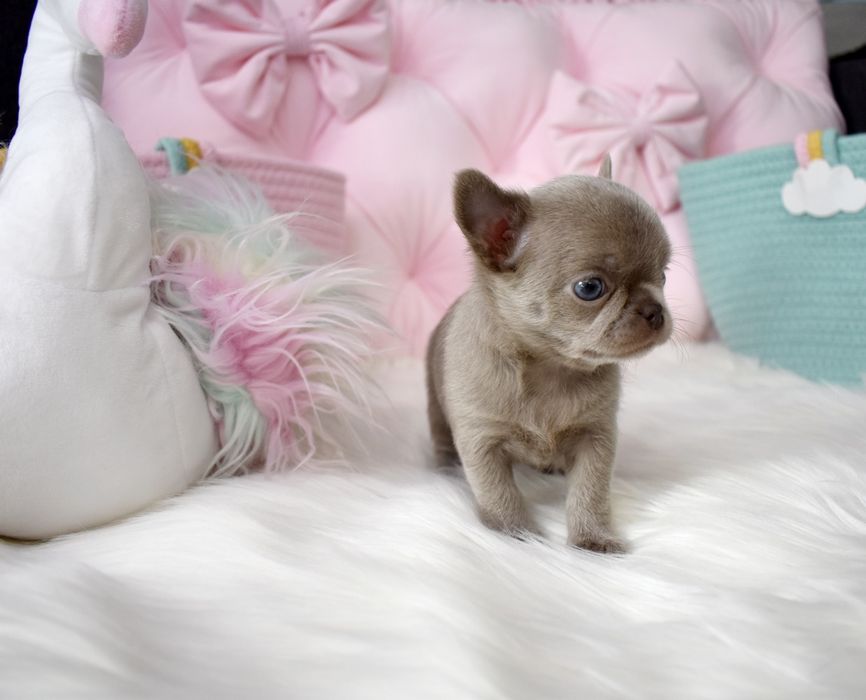 !!ZAREZERWOWANA!!Chihuahua XS liliowa mini sunia