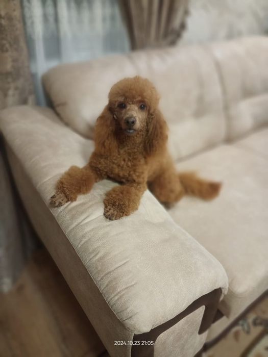 Карликовый пудель вязка