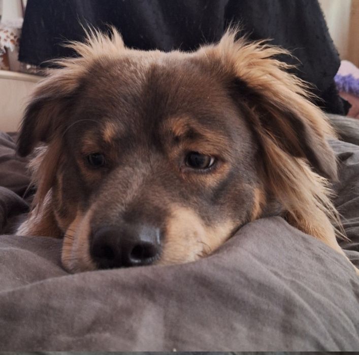 Bella szuka domu  rezerwacja