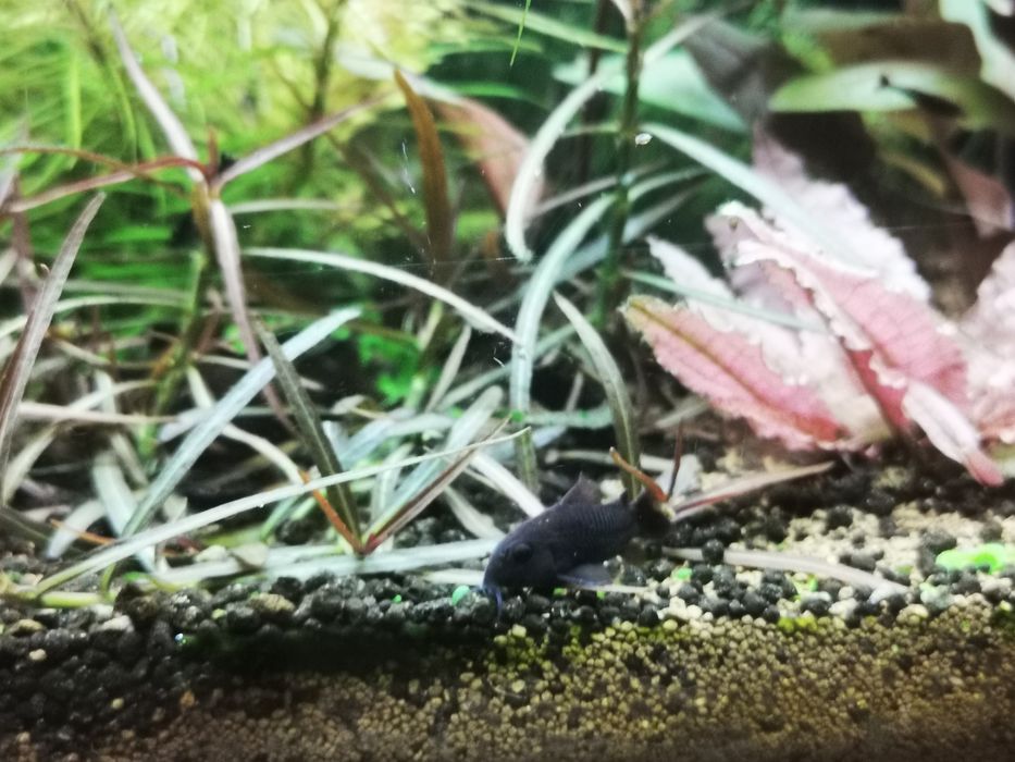 Codydoras black venezuela