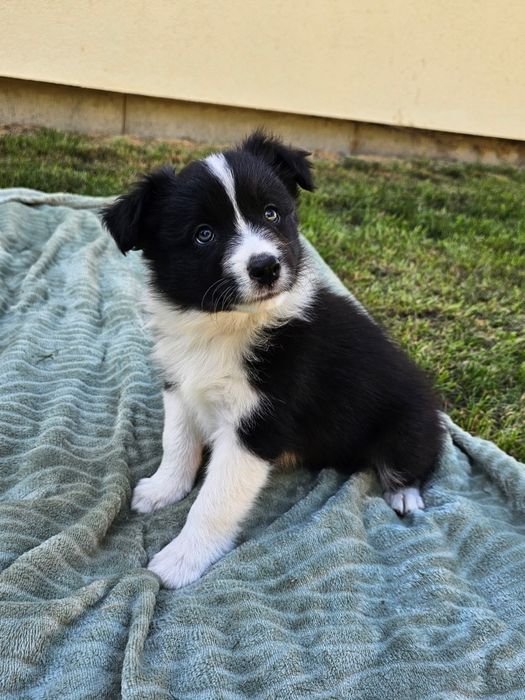Border collie piesek
