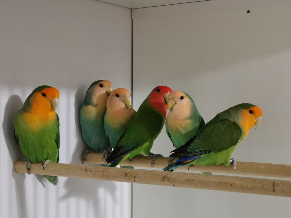 Agapornis rosicolis long feather