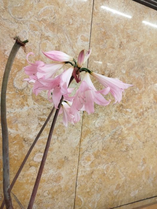 Bolbos de Flor planta natural