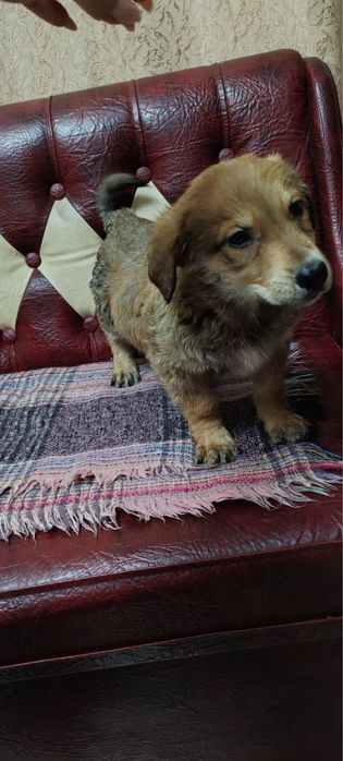 Віддамо в добрі руки