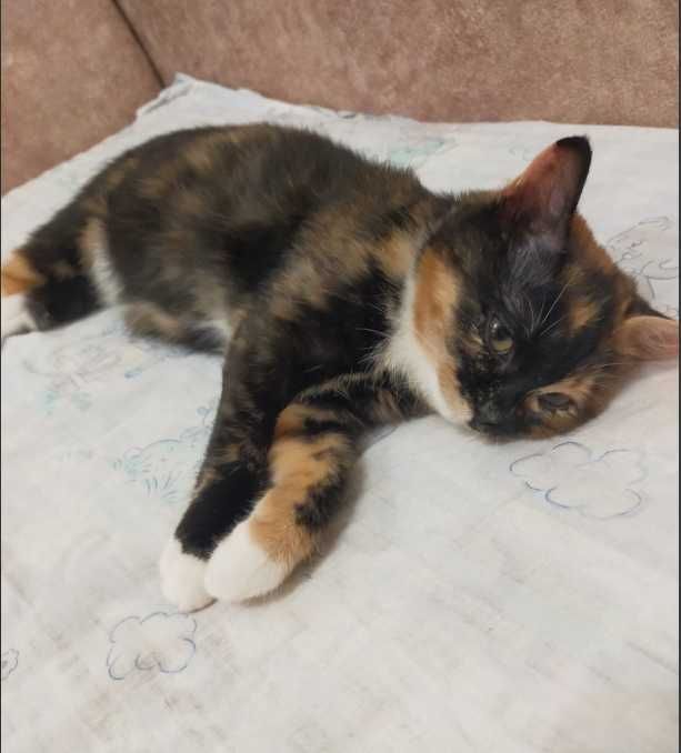 Котенок бесплатно.