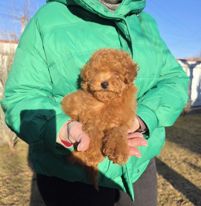 Фантастичні малюки.