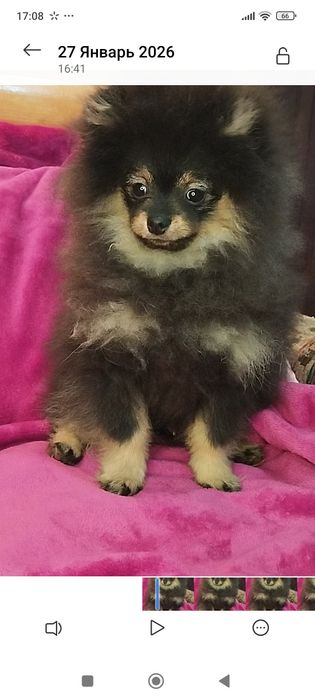 Померанський шпіц хлопчик